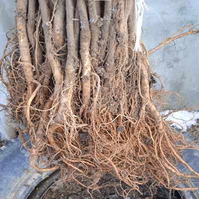 Sadnice korenov sistem